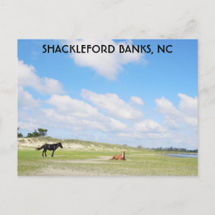 Carte Postale Chevaux sauvages Shackleford Banks Caroline du Nor