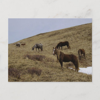 Carte Postale Chevaux sauvages sur l'île de l'Unalaska