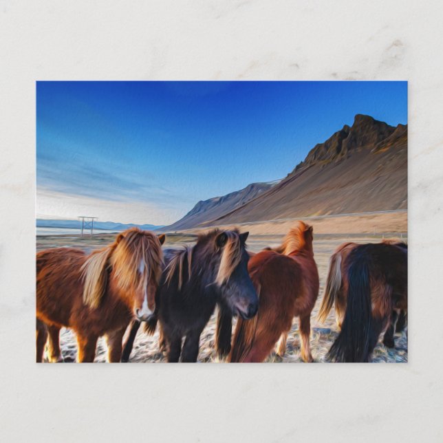 Carte Postale Chevaux Shaggy Islande (Devant)
