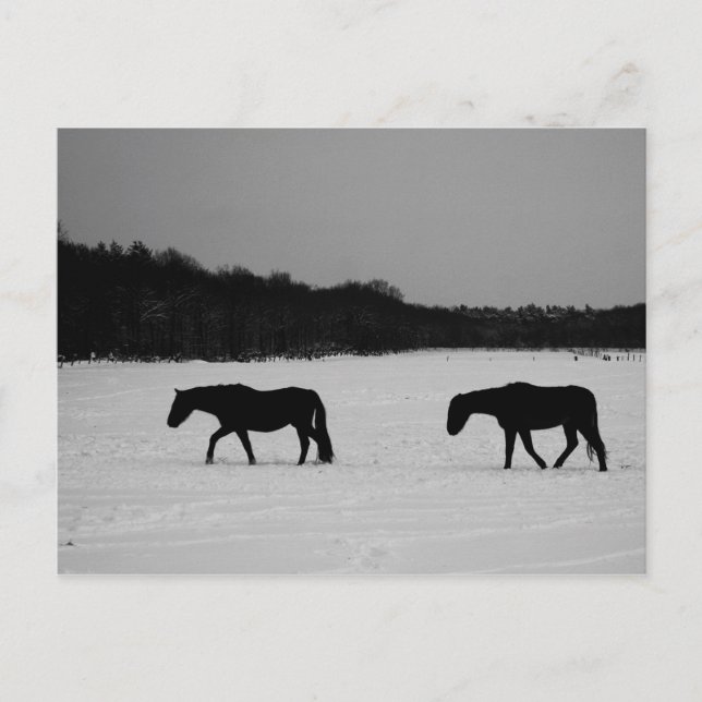 Carte Postale Chevaux Sur La Neige Pccna (Devant)