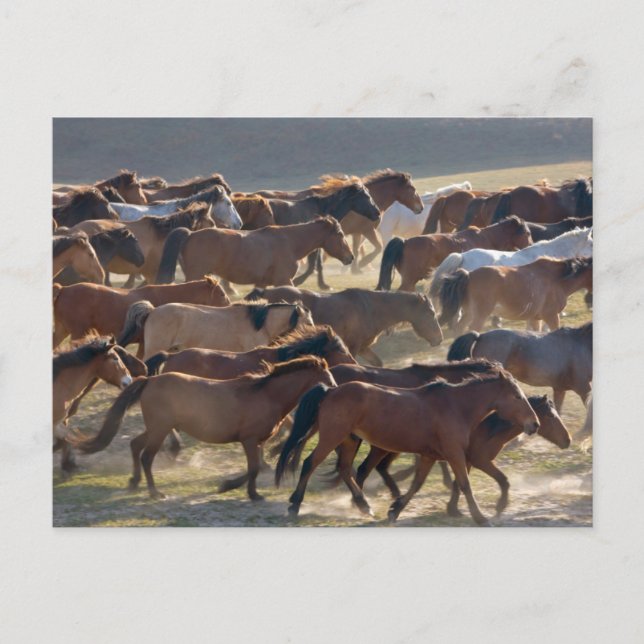 Carte Postale Chevaux sur le ranch, Mongolie Intérieure, Chine (Devant)