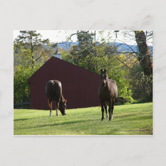 Carte Postale Chevaux sur le terrain