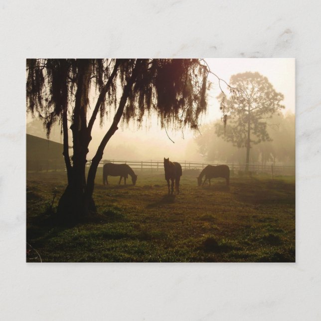 Carte Postale Chevaux sur un matin bruyant (Devant)