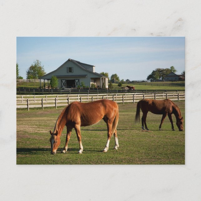 Carte Postale Chevaux sur un ranch en Alabama (Devant)