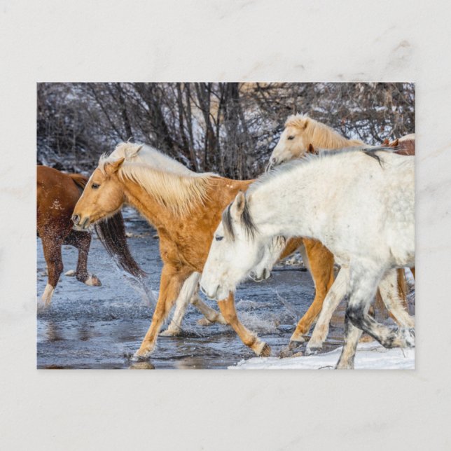 Carte Postale Chevaux traversant le ruisseau (Devant)