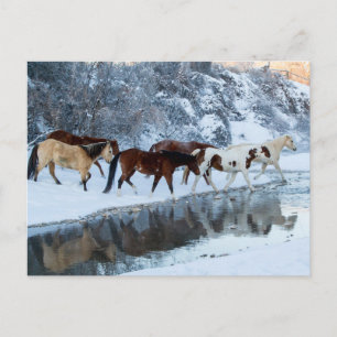 Carte Postale Chevaux traversant le ruisseau
