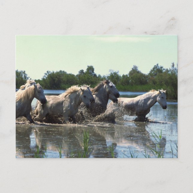 Carte Postale Chevaux traversant l'eau (Devant)