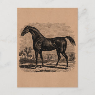 Carte Postale Chevaux vintages de pur sang de cheval de course