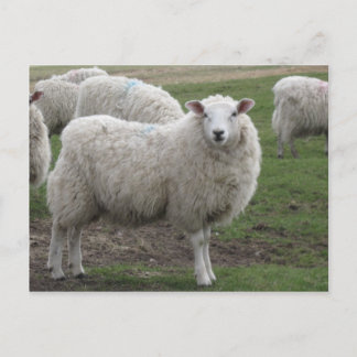 Carte Postale Cheviot
