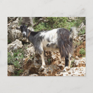 Carte postale chèvre