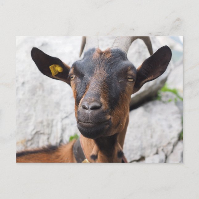 Carte Postale Chèvre (Devant)
