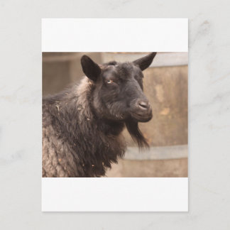 Carte Postale Chèvre