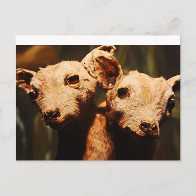 Carte Postale Chèvre à deux têtes (Devant)