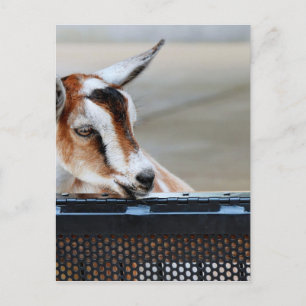 Carte Postale Chèvre bébé