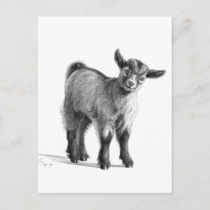 Carte Postale Chèvre bébé G097