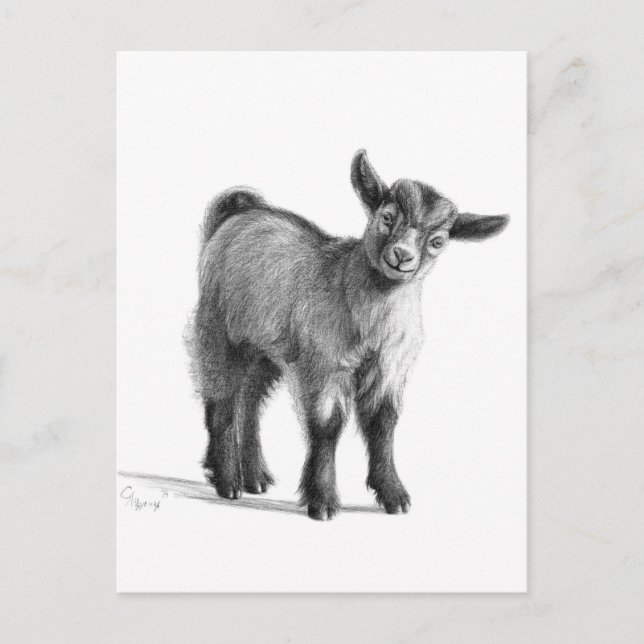Carte Postale Chèvre bébé G097 (Devant)