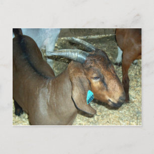 Carte Postale Chèvre Brown
