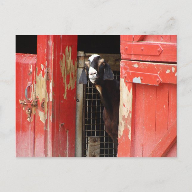 Carte Postale Chèvre curieuse (Devant)