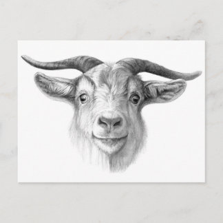 Carte Postale Chèvre curieuse G124