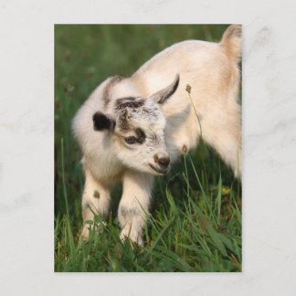 Carte Postale Chèvre de bébé mignonne