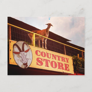 Carte Postale chèvre de magasin sur le toit