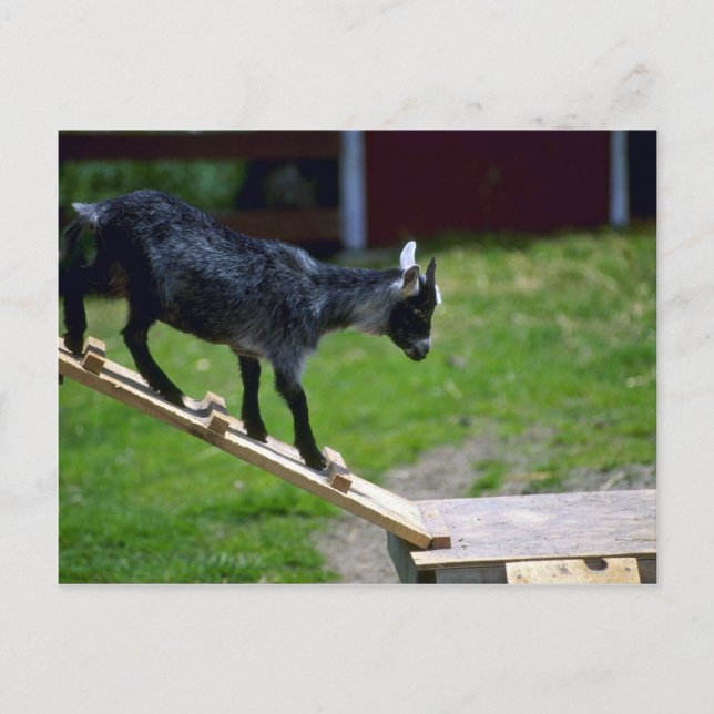 Carte Postale Chèvre de Pigmy (Devant)