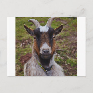 Carte Postale Chèvre de près.