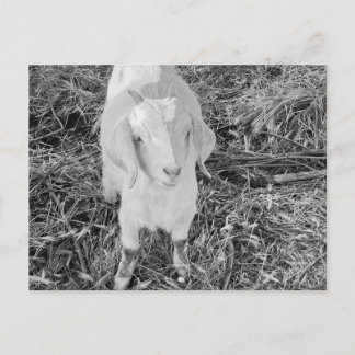Carte Postale Chèvre en noir et blanc
