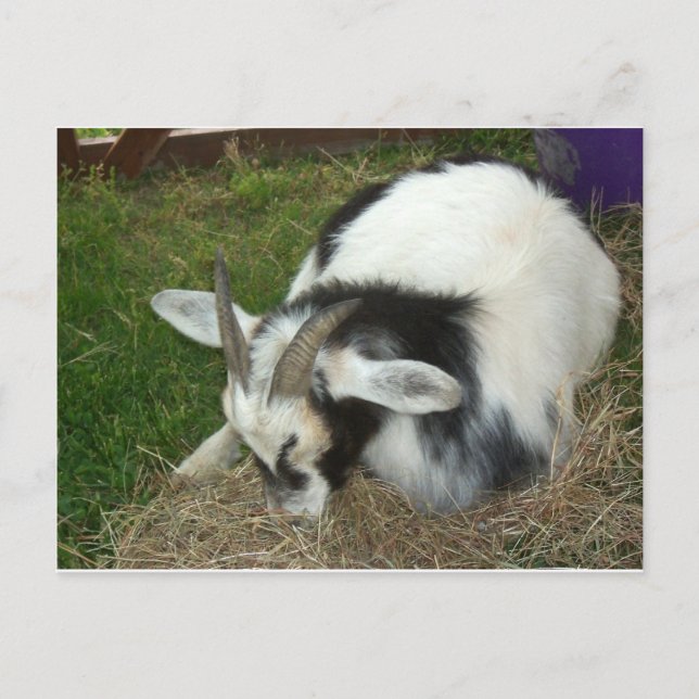 Carte Postale Chèvre endormie (Devant)