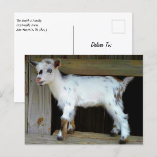 Carte Postale Chèvre naine nigériane colorée aux yeux bleus