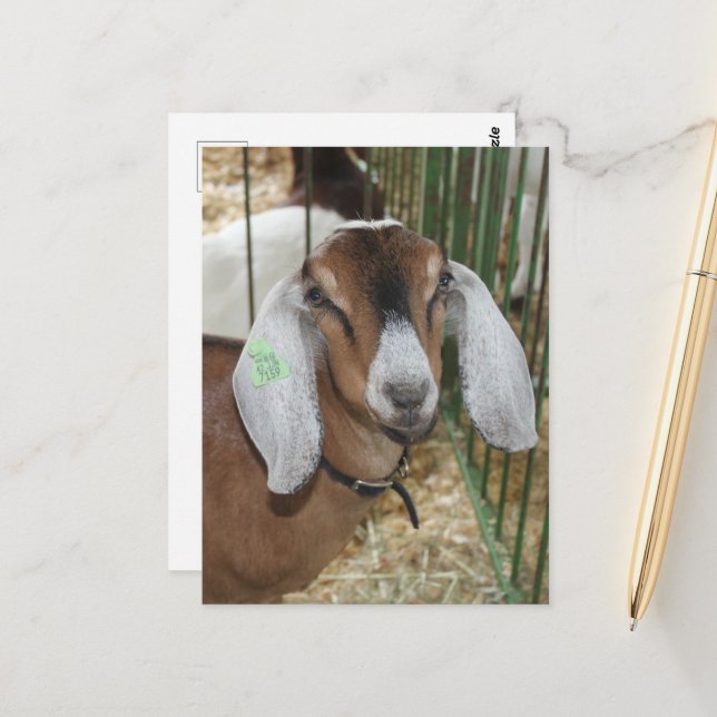 Carte Postale Chèvre nubienne à la foire du comté (Devant/Arrière en situation)