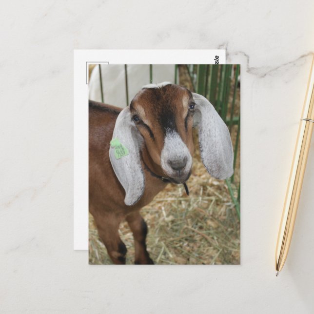 Carte Postale Chèvre Nubienne adorable à la foire du comté (Devant/Arrière en situation)