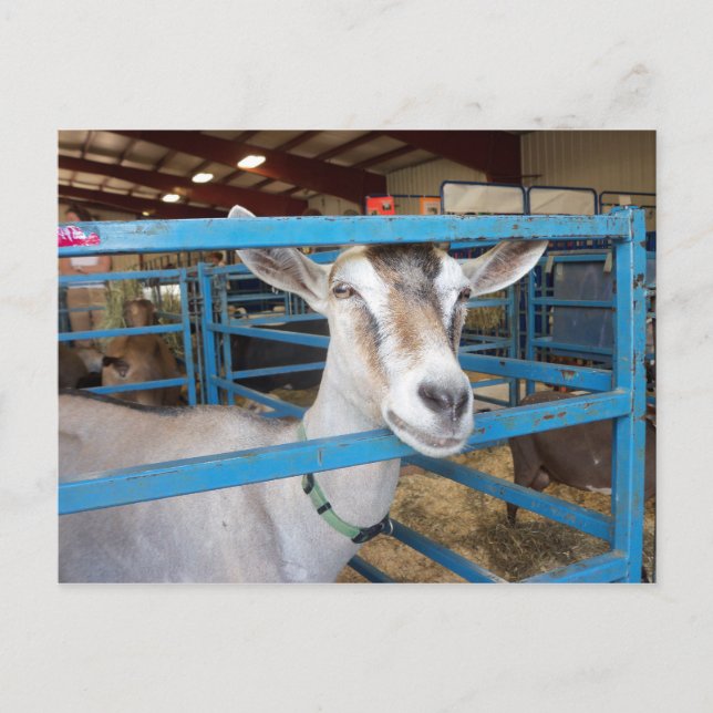 Carte Postale Chèvre parquée (Devant)