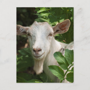 Carte Postale Chèvre regardant la caméra