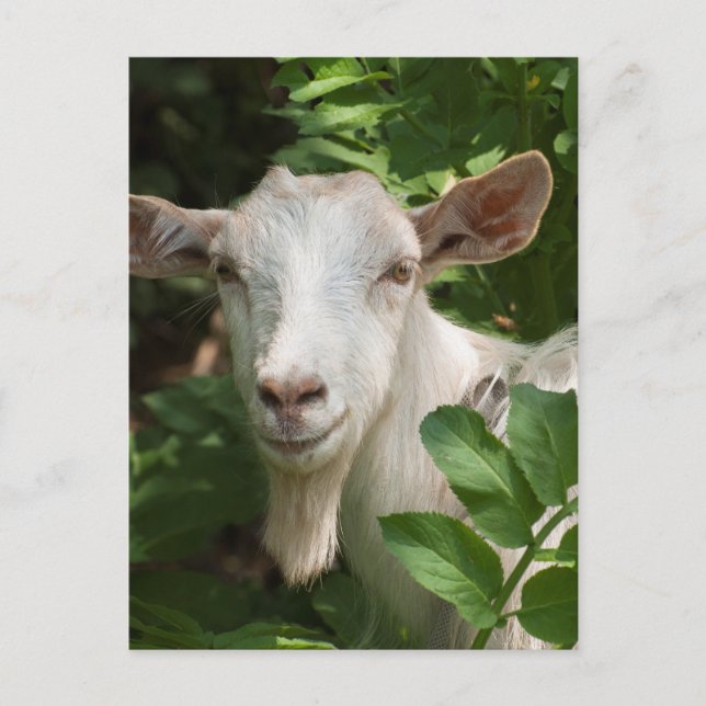 Carte Postale Chèvre regardant la caméra (Devant)