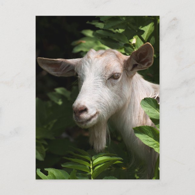 Carte Postale Chèvre regardant la caméra (Devant)