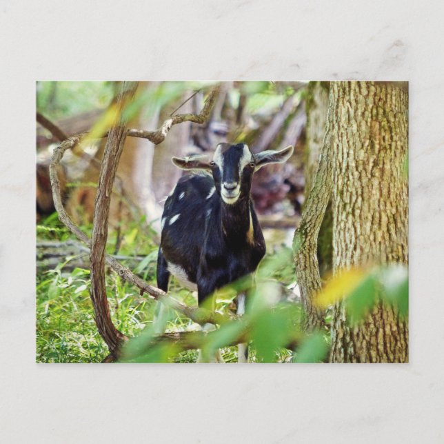 Carte Postale Chèvre souriante (Devant)