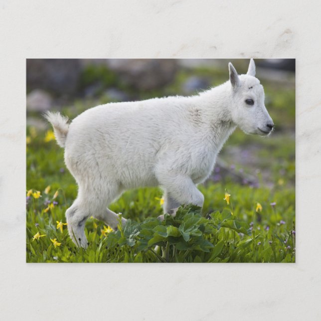 Carte Postale Chevreau au col Logan dans Glacier (Devant)