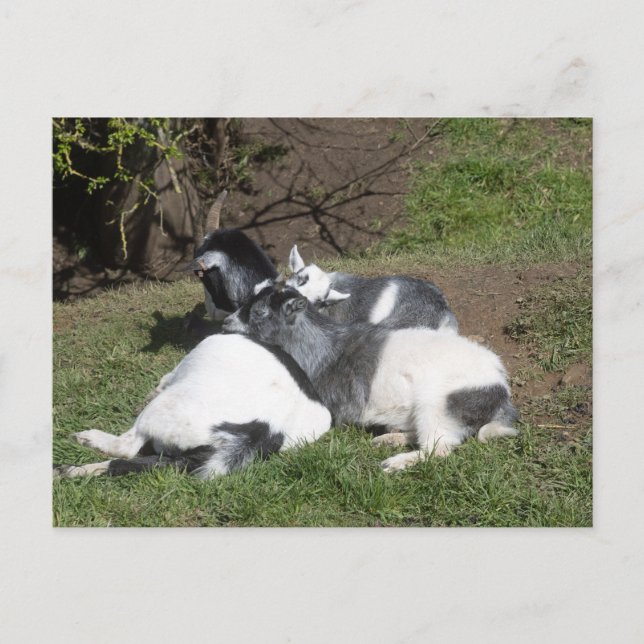 Carte Postale Chevreaux profitant du soleil (Devant)