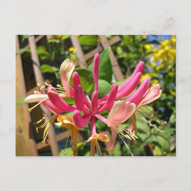 Carte Postale Chèvrefeuille grimpant (Devant)