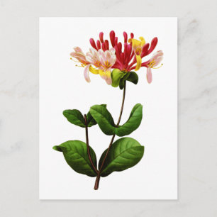 Carte Postale Chevrefeuille par Joseph Pierre Redoute