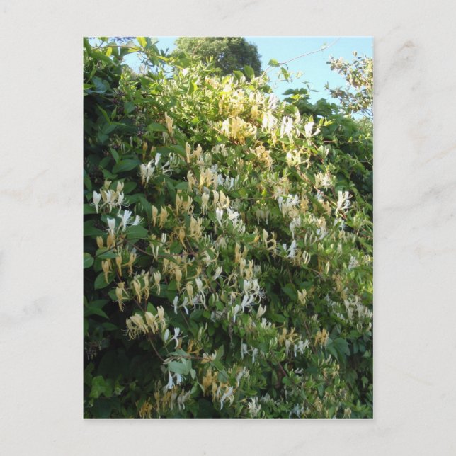 Carte Postale Chèvrefeuille sur un mur (Devant)