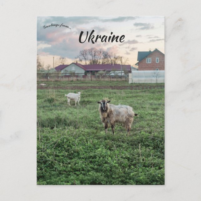 Carte Postale Chèvres à Kropyvnyk Ukraine (Devant)