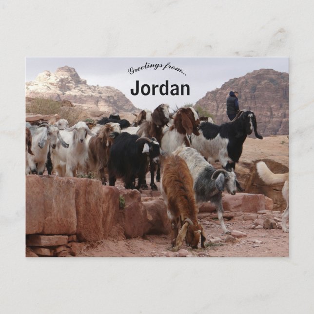 Carte Postale Chèvres à Pétra Jordanie (Devant)