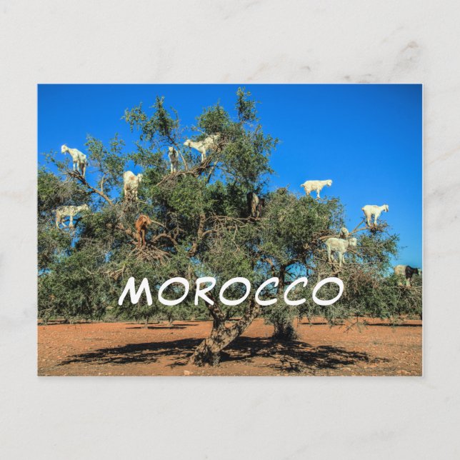 Carte Postale Chèvres amusantes dans les arbres Maroc Souvenir (Devant)