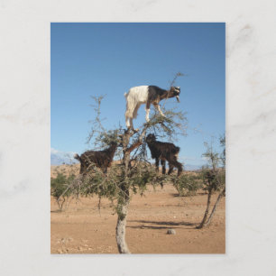 Carte Postale Chèvres amusantes dans un arbre