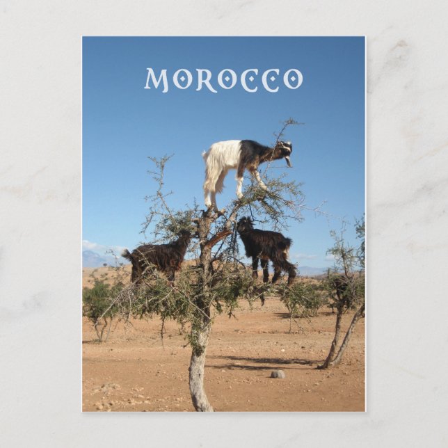 Carte Postale Chèvres amusantes dans un arbre (Devant)