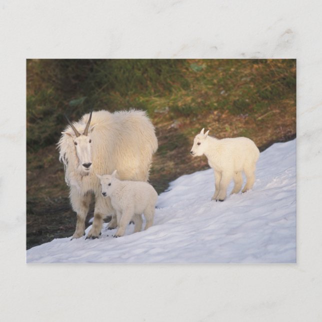 Carte Postale chèvres des montagnes (Devant)