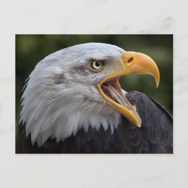 Carte postale Cheyenne (Devant)