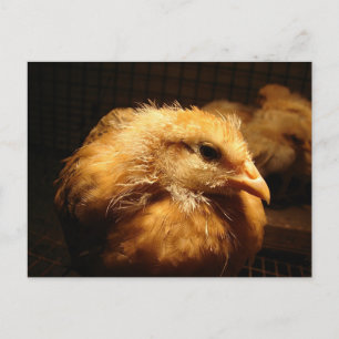 Carte Postale Chick